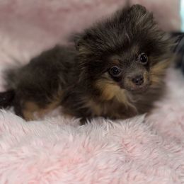 AKC Blue and Tan - Blue and tan Pomeranian puppy in Houston, Texas from MD Bella Pomeranian