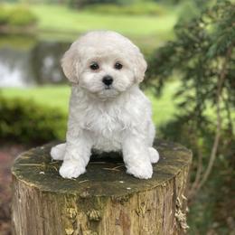 Cavapoo, Maltipoo, and Poodle Puppies from My Sweet Poodles and Doodles