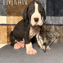 Imran - Mantle Great Dane puppy in Huntsville, Alabama from Rough Diamond Danes