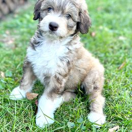 Aussiedoodle Puppies from A Dose Of Doodle
