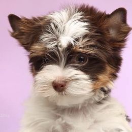 Biewer Terriers from BiewerFever