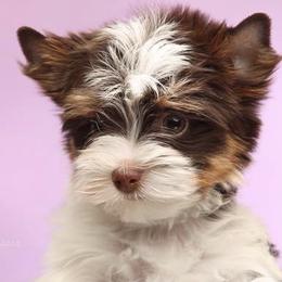 Biewer Terriers from BiewerFever