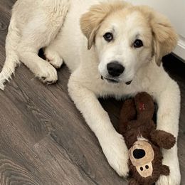 Colorado Mountain Dogs from Four Winds Farm
