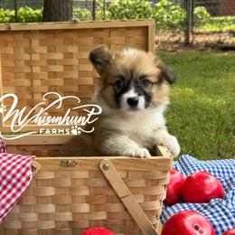 Full fluff - Red female Pembroke Welsh Corgi puppy in Nashville, Arkansas from Whisenhunt Farms