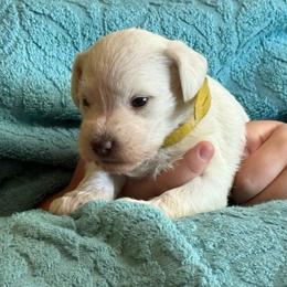 Bambi - White female Miniature Schnauzer puppy in Ferndale, Washington from Blackhorse Schnauzers Washington state