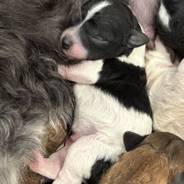 Clove - Black and white male Companion Cross puppy in Albany, New York from CocoPuff Breeders
