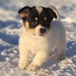 Giblet - Black and white male American Corgi puppy in Gouverneur, New York from St. Lawrence Corgis
