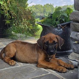 Boy 4 - male Rhodesian Ridgeback puppy in Gaffney, South Carolina from Circle D Farms