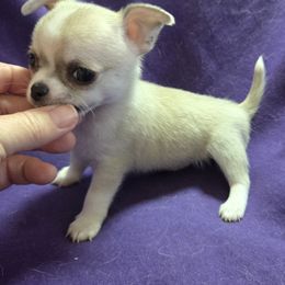 AKC Smooth Coat - Fawn and white male Chihuahua puppy in Cape Coral, Florida from Inspired Chihuahuas