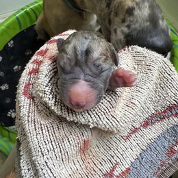Eleanore - Merle female Great Dane puppy in Prosperity, South Carolina from Windy Knoll Great Danes