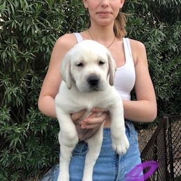 Labrador Retriever Puppies from AKC Arcadia Labs