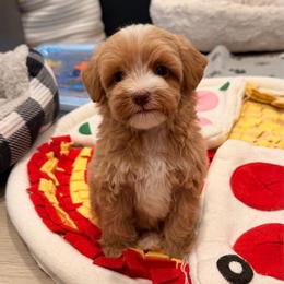Emmett - Caramel male Australian Labradoodle puppy in Nashville, Tennessee from SF Australian Labradoodles