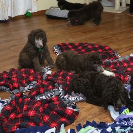 Poodle Puppies from RK'S Pets