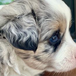 Miranda Lambert - Toy Australian Shepherd puppy from Klenke Toy Aussies