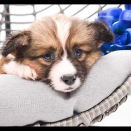 Pembroke Welsh Corgi Puppies from MG Corgis