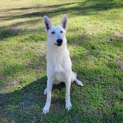 Blitz - Berger Blanc Suisse