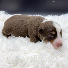 Miniature Australian Shepherd Puppies from Hilltop Aussies