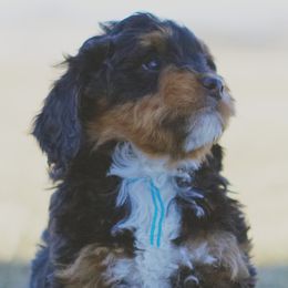 Bernedoodles and Goldendoodles from Home Sweet Doodles