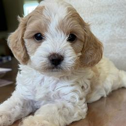 Salami - White male Cavapoo puppy in Yuciapa, California from AlltheDoodlez_