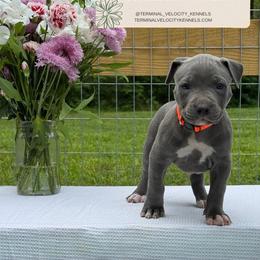 Bellini - Blue female American Bully puppy in Virginia from Terminal Velocity Kennels LLC