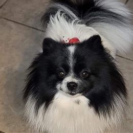 Betty Boop - Pomeranian