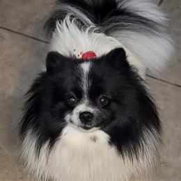 Betty Boop - Pomeranian