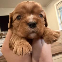 Cavalier King Charles Spaniel Puppies from 5dubs Cavaliers