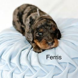 Ferris - Merle male Goldendoodle puppy in Pasco, Washington from Camp Doodle Woods