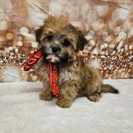 Macey - Gold female Morkie puppy in Monticello, Iowa from Ashley’s Puppies