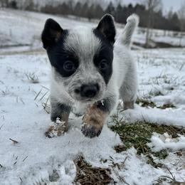 Nora - Blue female Australian Cattle Dog puppy in Olive Hill, Kentucky from Tompkins Farm