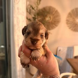 Nico - Liver male Miniature Schnauzer puppy in Orange City, Florida from Xaysha’s Miniature Schnauzers