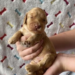 Australian Labradoodle and Double Doodle Puppies from Little Kingdom Doodles