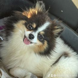 Daphnee - Pomeranian