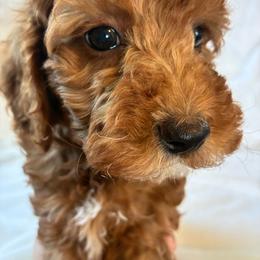 Pooh - Red and white male Cockapoo puppy in Adrian, Oregon from ApplebyFarm