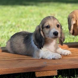 Shaded Cream Piebald Boy AKC LIMITED - Cream male Dachshund puppy in Pauls Valley, Oklahoma from Simply Happy Dachshunds