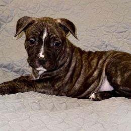 Monterey - Red brindle male American Staffordshire Terrier puppy in Franklin County, Vermont from Explicit Amstaffs Of New England
