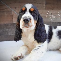 Boy 1 - Black white and tan male English Springer Spaniel puppy in Great Falls, Montana from Big Sky Springers