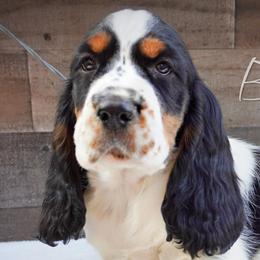 Boy 1 - Black white and tan male English Springer Spaniel puppy in Great Falls, Montana from Big Sky Springers