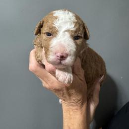 Purple - Yellow and white female Bernedoodle puppy in Petersburg, Michigan from Brittany’s Mini Bernedoodles