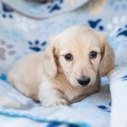 Sweet - Cream female Dachshund puppy in Perry, Florida from EntityDachs