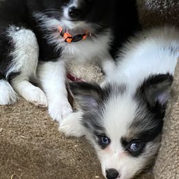 Pomsky Puppies from Perfect Pomskies
