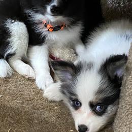 Pomsky Puppies from Perfect Pomskies