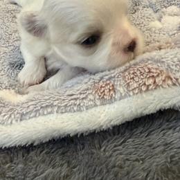 Larry - White male Maltese puppy in Temecula, California from Biewer & Maltese Puppies