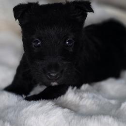 Allie - Black brindle female Scottish Terrier puppy in Seymour, Missouri from Fairview's Precious Pups