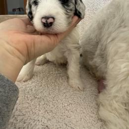 Danny - Merle male Double Doodle puppy in Sturtevant, Wisconsin from Raising Doodles
