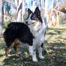 Scout - Australian Shepherd