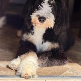 Golden Mountain Doodle puppies from Burrow & Bone