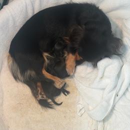 Salem - Black and cream male Dachshund puppy in Bristol, Florida from Creek Life Miniature Dachshunds