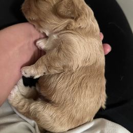 Cavalier King Charles Spaniel and Cavapoo Puppies from CK Cavaliers