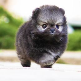Bernedoodles, Cavapoos, Goldendoodles, and Pomeranians from Petite Posh Puppies